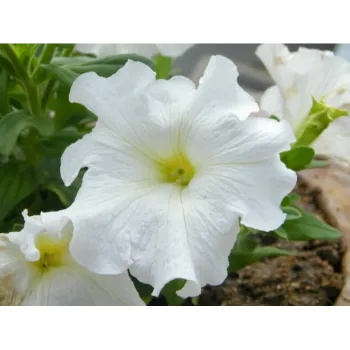 Fresh Tropical Flower